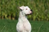 DOGUE ARGENTIN 336